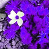 100PCS Purple Oxalis Seeds Wood Sorrel Flowers