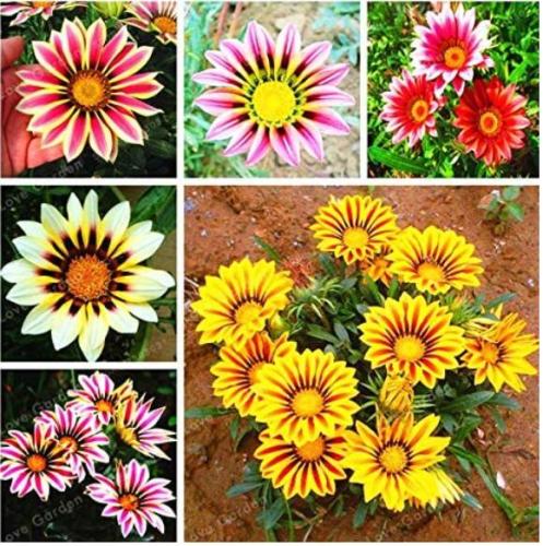 100PCS Mixed 6 Colors of Gorgeous Gazania Rigens Seeds