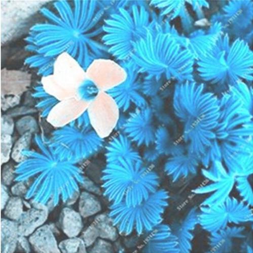 100PCS ACID Blue Oxalis Seeds Wood Sorrel Flowers