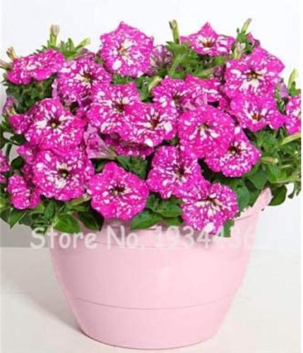 300PCS Petunia Seeds Rose Pink Big Flowers with White Spots