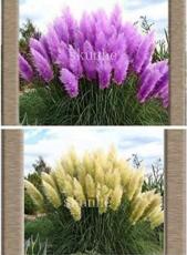 100PCS Mixed Yellow Purple Pampas Grass Seeds Ornamental Garden Planting