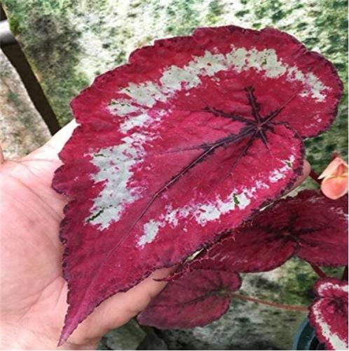 100PCS 'SPOT WHITE' Coleus Seeds Fire Red with White Line Spots Leaves