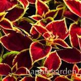 100PCS Rare Coleus Blumei Bonsai Seeds Fire Red Petals with Golden Ege Leaves