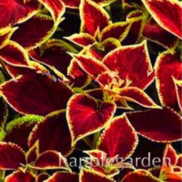100PCS Rare Coleus Blumei Bonsai Seeds Fire Red Petals with Golden Ege Leaves