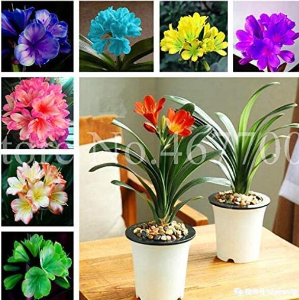100PCS Mixed 8 Types of Clivia Seeds Indoor Ornamental Clivia Flowers Potted Plants