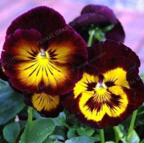 200PCS Wavy Viola Tricolor Pansy Flower Seeds Dark Purple with Yellow Petals