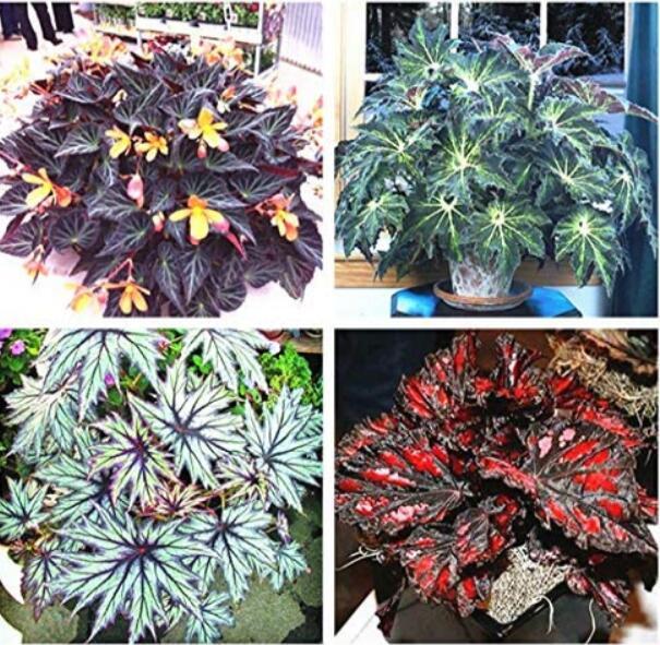 120PCS Mixed 4 Types Begonia Seeds Includin Fire Red, Green, White, Gray Red