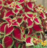 50PCS Janpanese Coleus Blumei Seeds Fire Red Herb Leaves with Light Green - White Edge