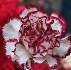 100PCS Colorful Carnations Seeds Dianthus Caryophyllus Cut Flowers