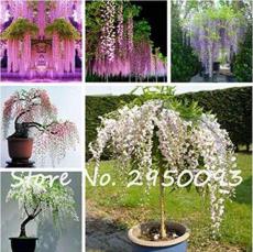 10PCS Mixed 6 Colors of Wisteria Plant Seeds Pink Purple White etc.