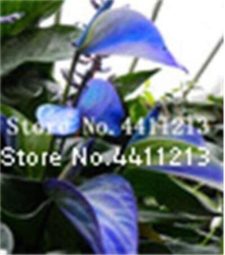 100PCS Blue Anthurium andraeanum Seeds