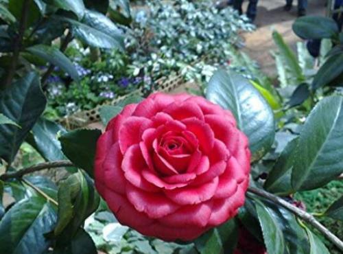 10Pcs/Pack Camellia Flowers Potted Plants Home Garden Decorations Flower Seeds