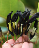 5PCS KENNEDIA nigricans Seeds Black Coral Pea Ornamental Flowers