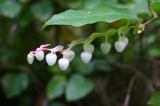 5PCS Gaultheria hispida Seeds Snowberry