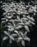 5PCS Gaultheria hispida Seeds Snowberry