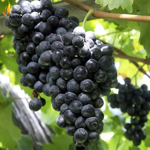 100PCS 'Little Bee' Black Grape Fruit Seeds
