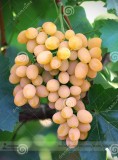 100PCS Yellow Red Cluster of Sweet Grape Seeds