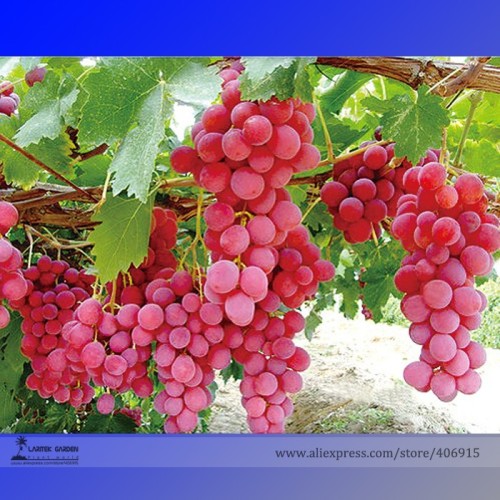 100PCS Pink Hongti Grape Organic Seeds