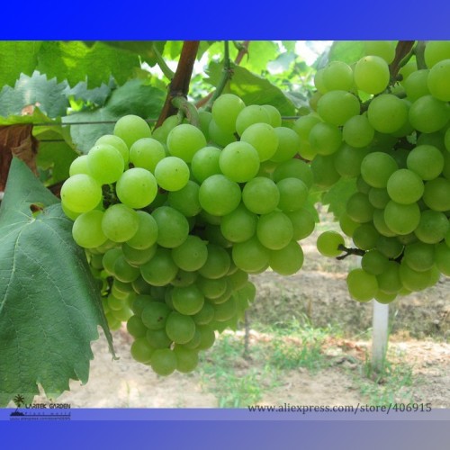 100PCS Fragrant Sweet Green Grape Organic Seeds