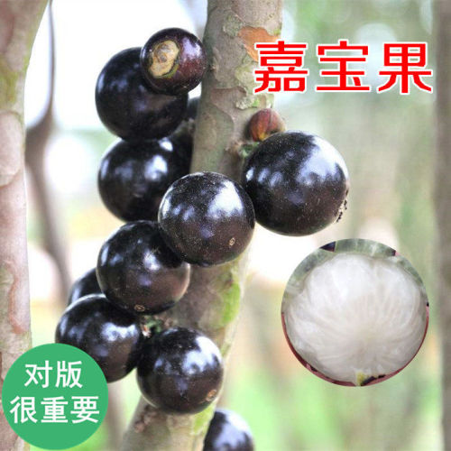 1PC Jabuticaba Fruit Seed Brazilian Grape Tree Seed (all sprouted, we removed it first)