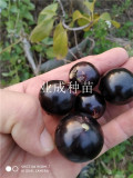 1PC Jabuticaba Fruit Seed Brazilian Grape Tree Seed (all sprouted, we removed it first)