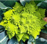 100PCS Roman Broccoli Seeds Vegetables