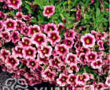 100PCS Mini Calibrchoa Million Bells Petunia Seeds - Pink Dark Rose Red Bi-color Flowers
