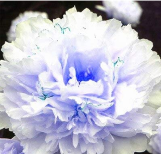 20PCS Peony Flowers Seeds White Damask with Light Blue Centre Double Flowers
