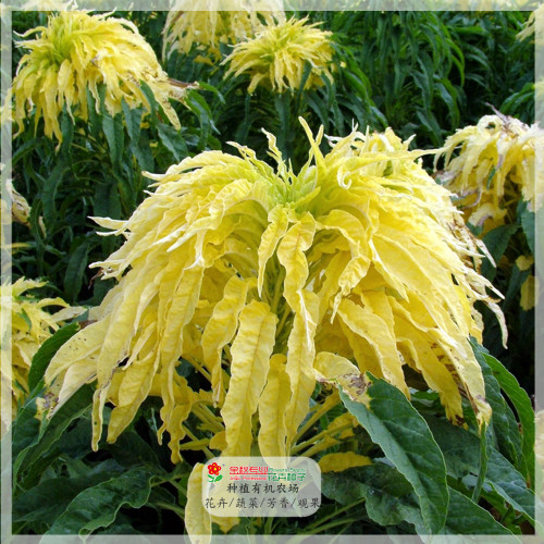 200PCS Amaranthus Tricolor Seeds  (Bright Yellow Green)