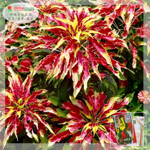 200PCS Amaranthus Tricolor Seeds Tri-color (Red Yellow Green)