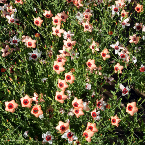 300PCS Linum usitatissimum Seeds Light Salmon Red Color Flower
