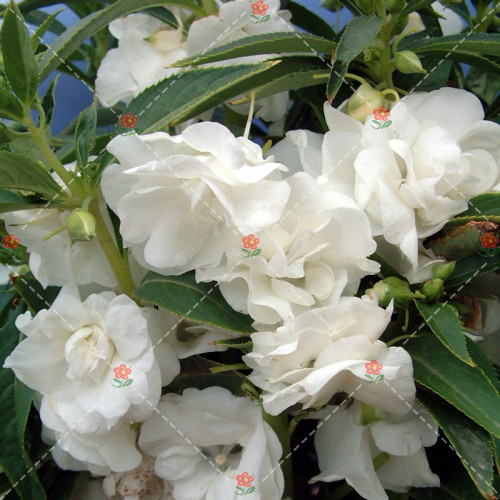 50PCS Camellia impatiens Seeds White Double Flowers