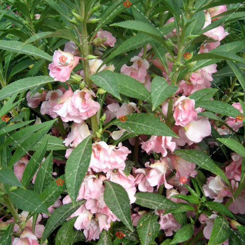 50PCS Impatiens balsamina Seeds Light Pink Double Flowers