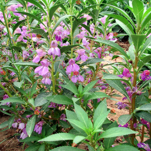 50PCS Impatiens balsamina Seeds Light Purple Double Lilac Flowers