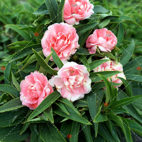50PCS Camellia impatiens Seeds Pink Double Flowers