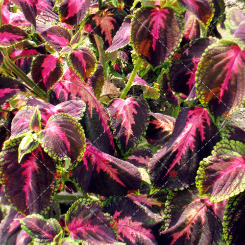 100PCS Coleus Blumei Seeds Rose Red Color with Green Leaves