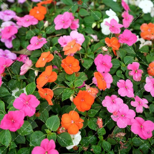100PCS Impatiens walleriana Hook Seeds Mixed Busy Lizzy Flowers