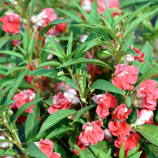 50PCS Impatiens balsamina Seeds Rose Red Double Flowers