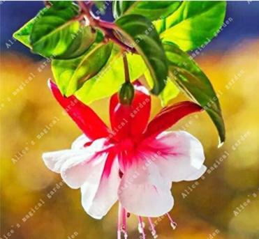 100PCS Chinese Enkianthus Flower Seeds Red White Bi-colors