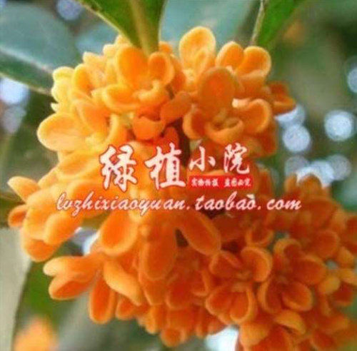 10PCS Orange Osmanthus Flower Seeds