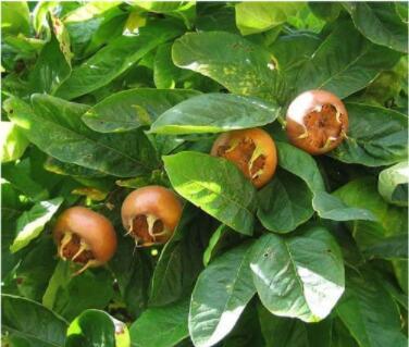 100PCS Showy Medlar Mespilus Germanica Seeds