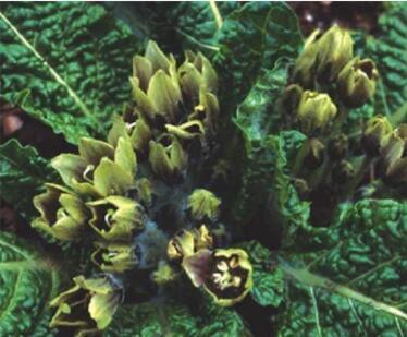 100PCS Plant World Seeds Mandragora officinarum (mandrake) Seeds
