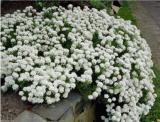 100 Seeds Candytuft Seeds Iberis Sempervirens 'Snowflake' Hardy Perennial Ground Cover