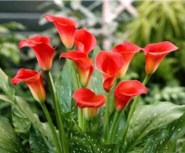 100PCS Rare Zantedeschia Urban Romance Arum Lily Seeds Fresh Red Color