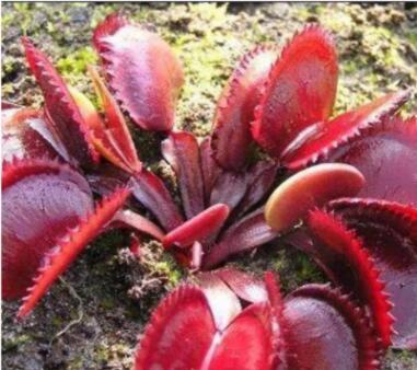 100PCS Red Dionaea muscipula Seeds