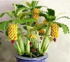 100PCS Mini Banana Bonsai Fruit Seeds