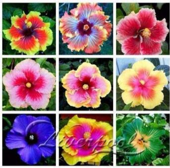 100PCS Giant Hibiscus Mixed Flower Seeds
