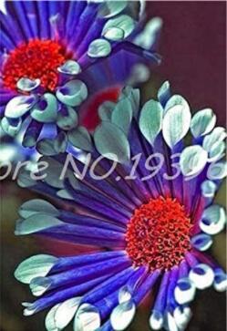 100PCS African Blue Eyed Daisy Flower Osteospermum Seeds Purple-Rose Red-White Flowers