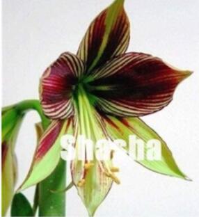 100PCS Amaryllis Seed 'Tiger'