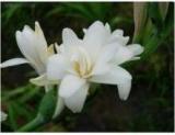 100PCS Tuberose Seeds White Flowers